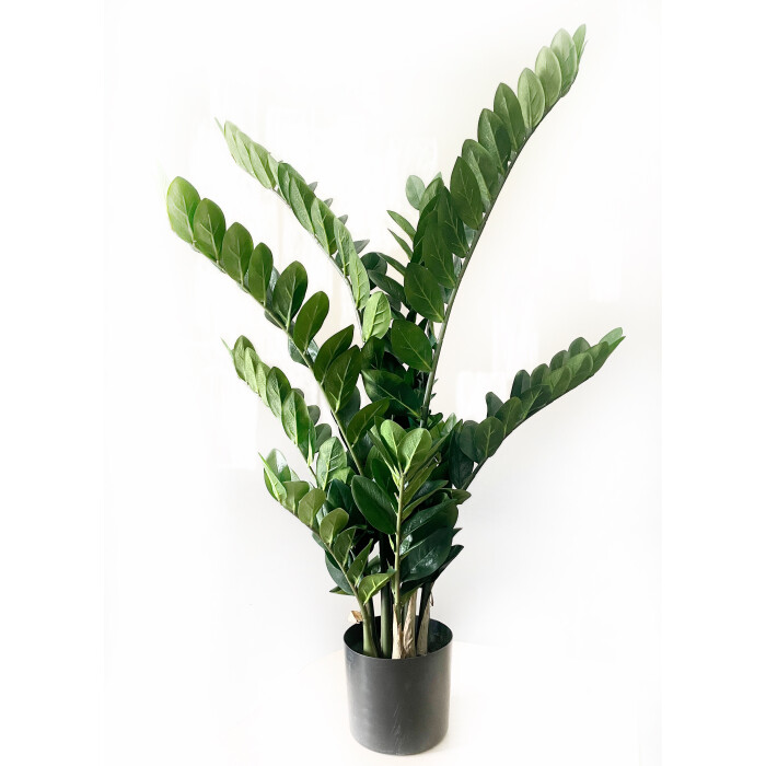 Zamioculcas-1 in a 115 cm pot