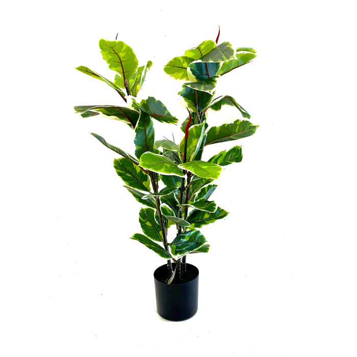 Ficus color Belize 95 cm