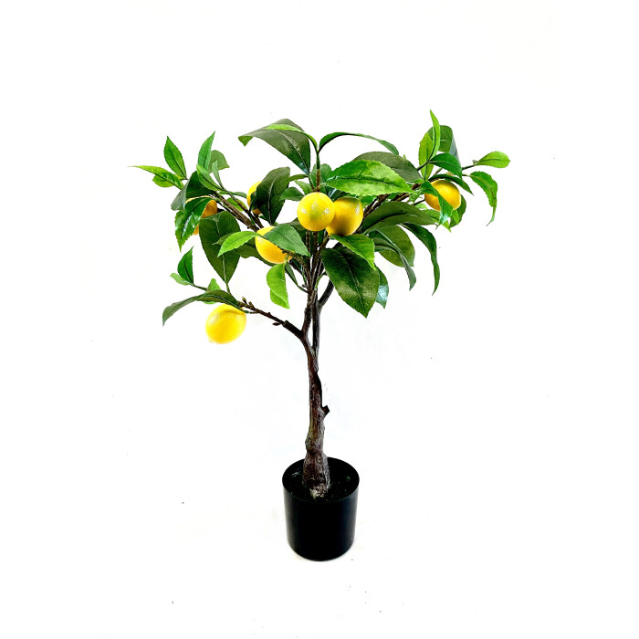 Lemon tree 75 cm