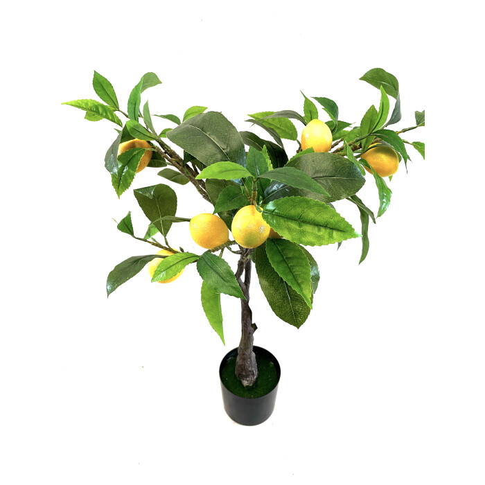 Lemon tree 75 cm