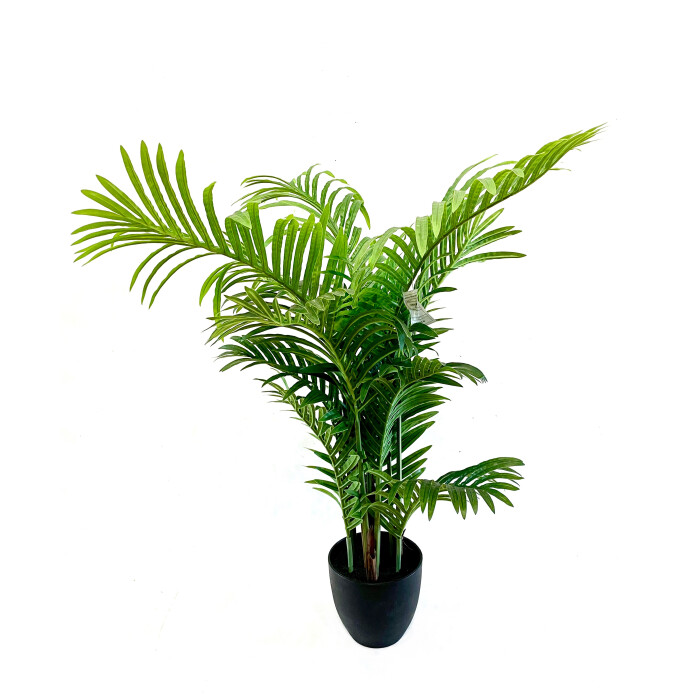 Palm 100 cm in a pot