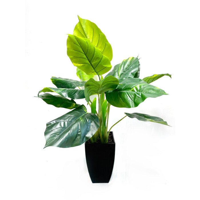 Philodendron 80 cm in a pot