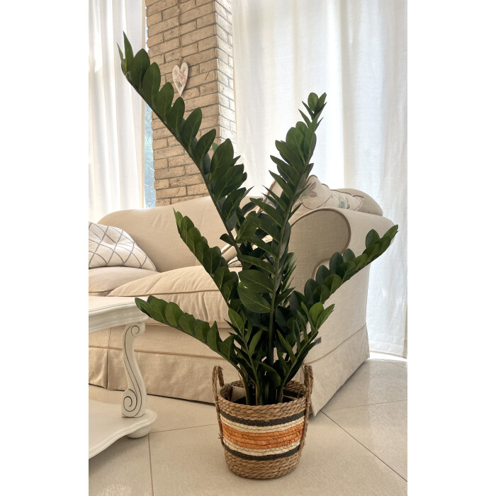 Zamioculcas-1 in a 115 cm pot