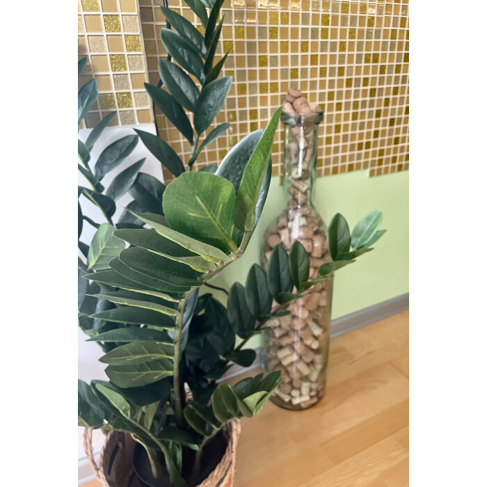 Zamioculcas-1 in a 115 cm pot