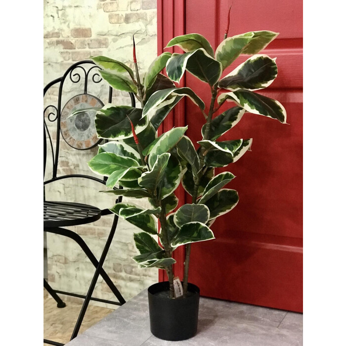 Ficus color Belize 95 cm