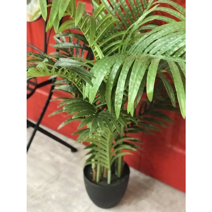 Palm 100 cm in a pot