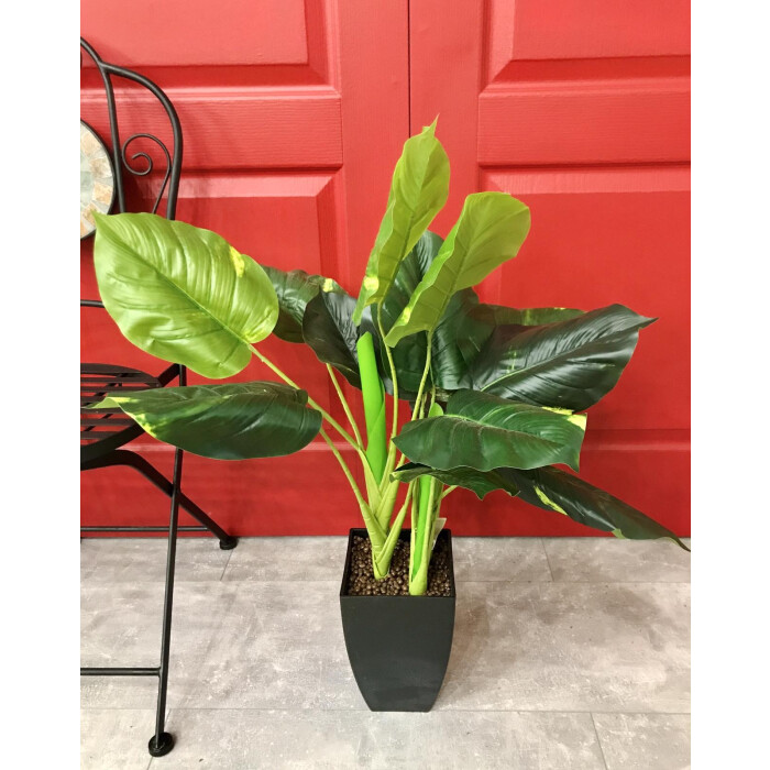 Philodendron 80 cm in a pot