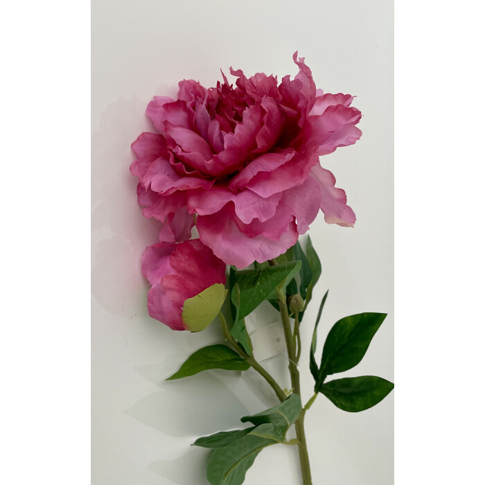 Open dark pink openwork peony with a bud on a branch