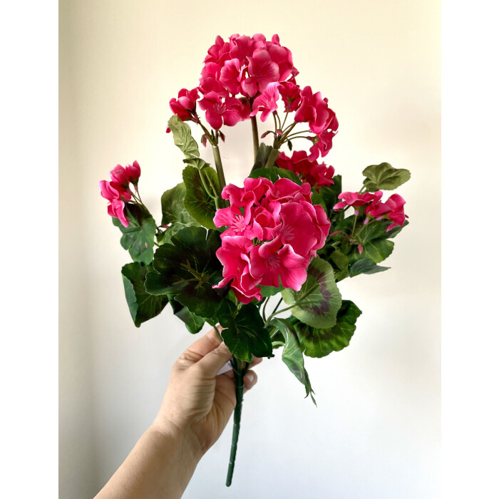 Pelargonium bright pink