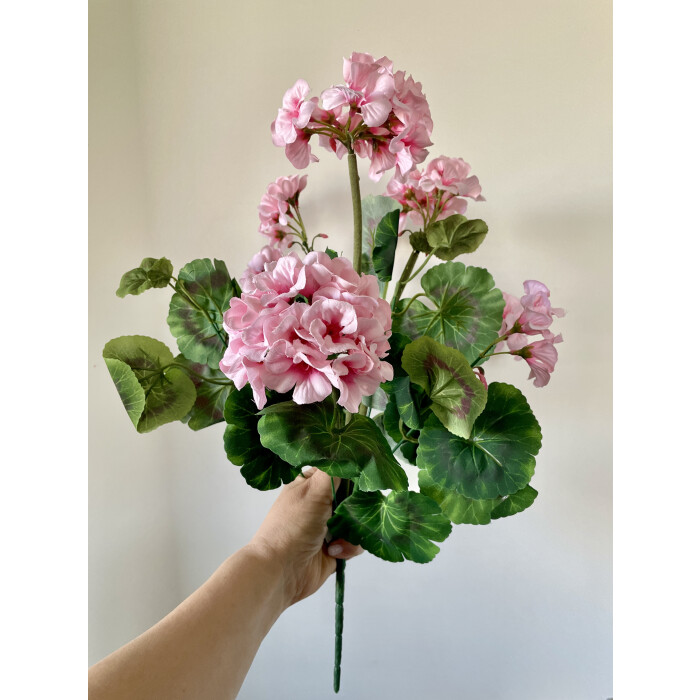 Pale pink pelargonium