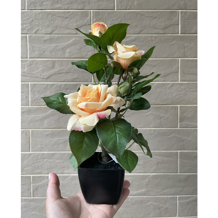 Tea rose in a pot 29 cm