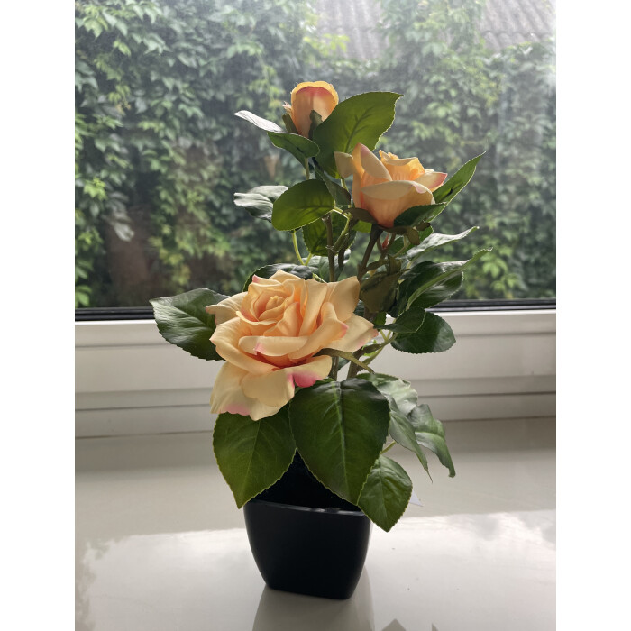 Tea rose in a pot 29 cm