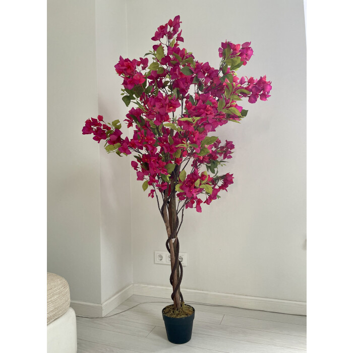 Pink bougainvillea in a 150 cm pot