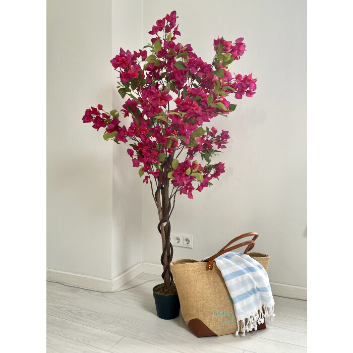 Pink bougainvillea in a 150 cm pot