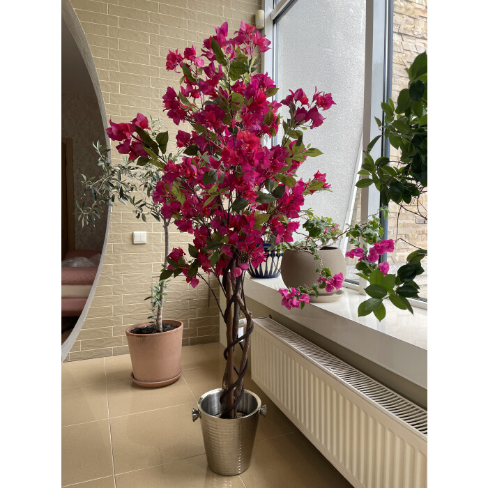 Pink bougainvillea in a 150 cm pot