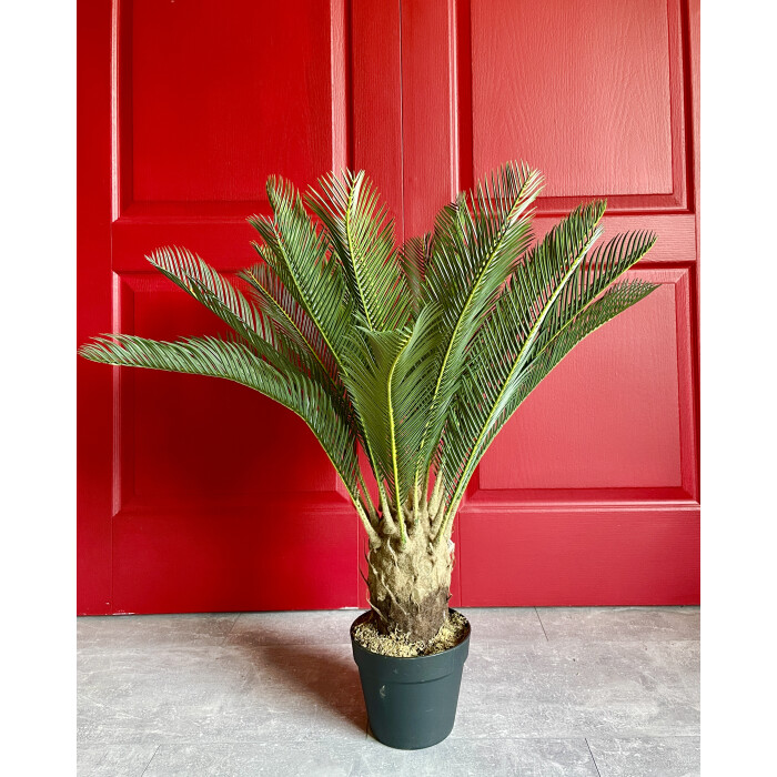 Decorative cycad in a pot of 85 cm