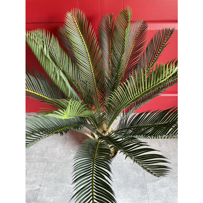 Decorative cycad in a pot of 85 cm