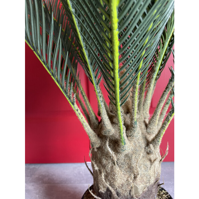 Decorative cycad in a pot of 85 cm