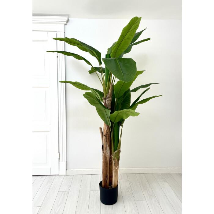 Banana tree in a pot 190 cm