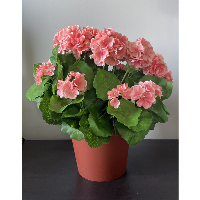 Bouquet of pelargonium 40 cm peach