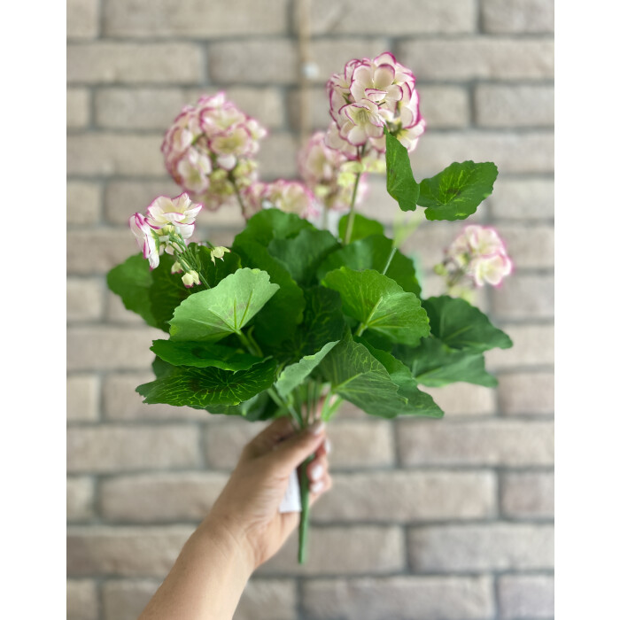 A bouquet of pelargonium 40 cm cream with a purple outline