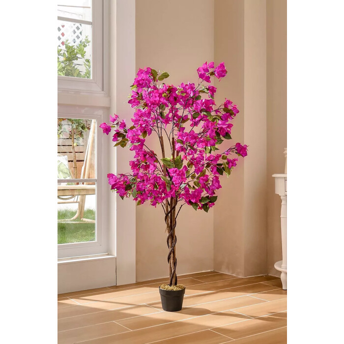 Pink bougainvillea in a 150 cm pot