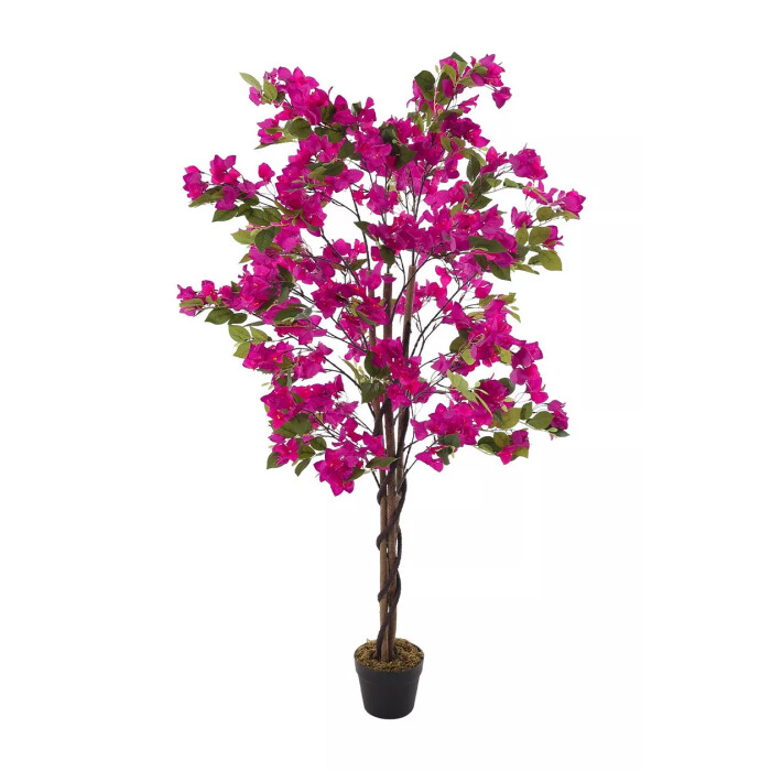 Pink bougainvillea in a 150 cm pot