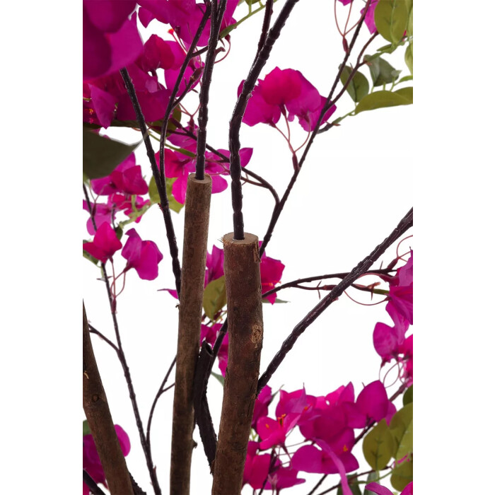 Pink bougainvillea in a 150 cm pot