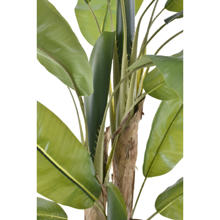 Banana tree in a pot 190 cm