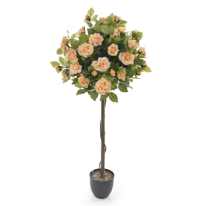 Standard rose tea tree 120 cm