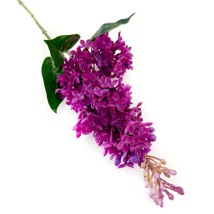 Lilac latex double burgundy.