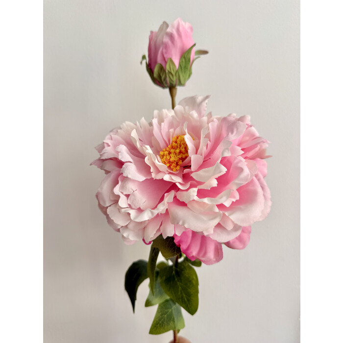 Півонія (піон) ніжно-рожевий