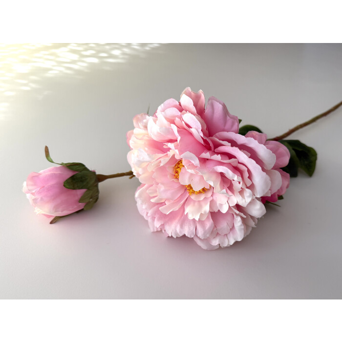 Півонія (піон) ніжно-рожевий