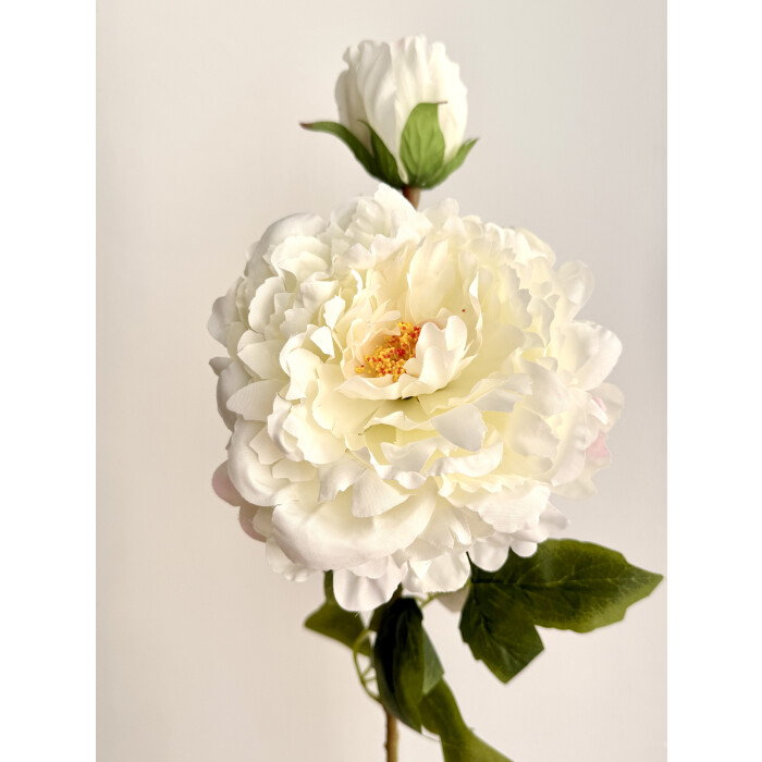White peony