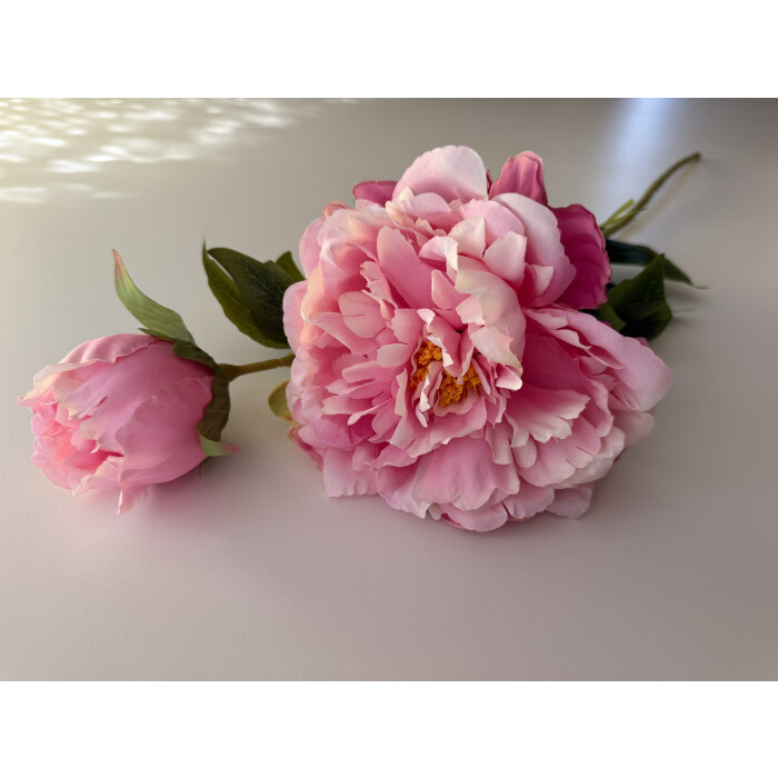 Pink peony