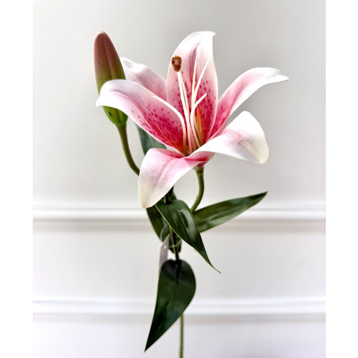 Tall pink latex lily