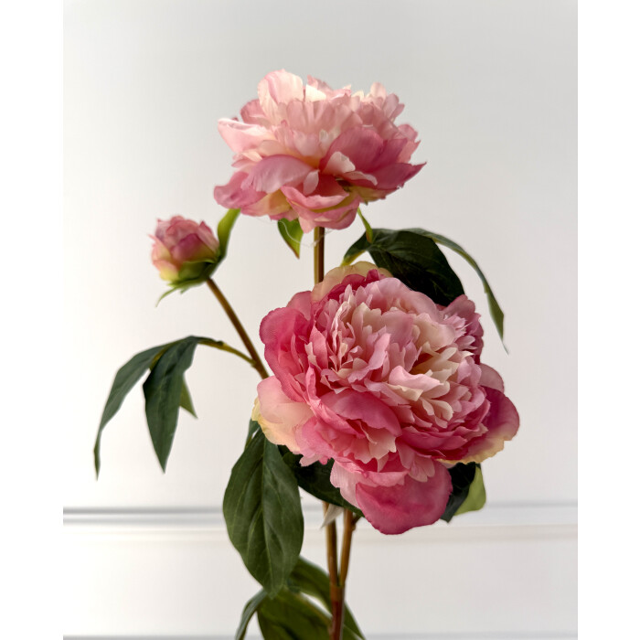 Pink peony branch with two flowers and a bud.