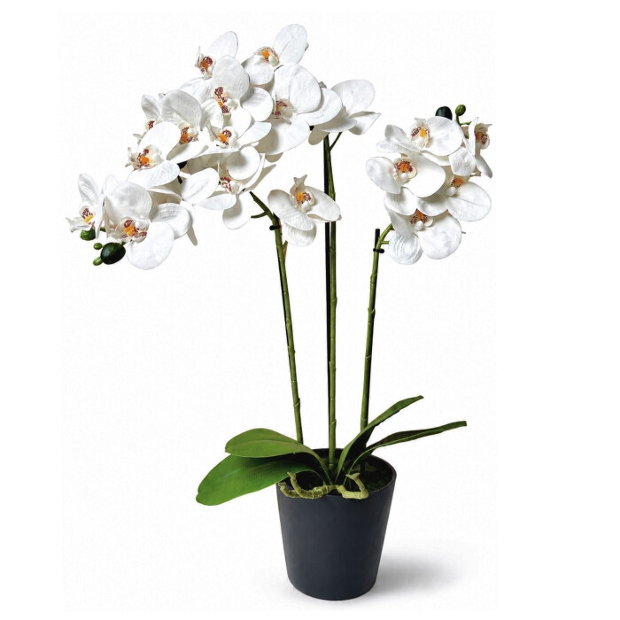 White latex orchid